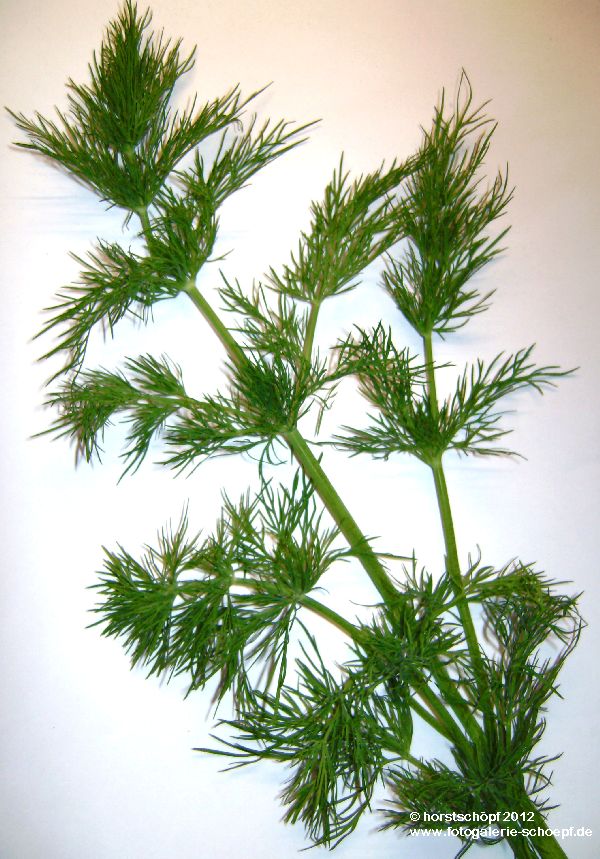 Dill (3)